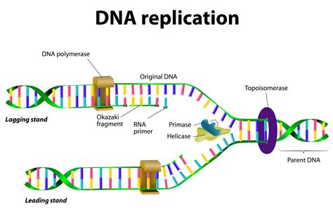 process of dna replication